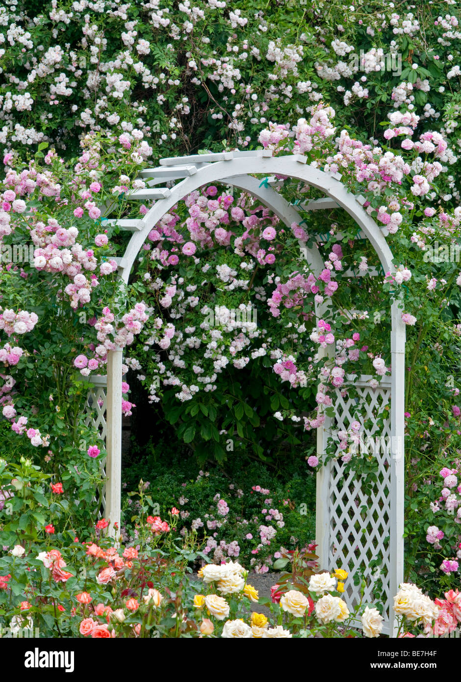 Arco con rosas trepadoras. Reliquia de jardines. San Pablo, Oregón Foto de stock