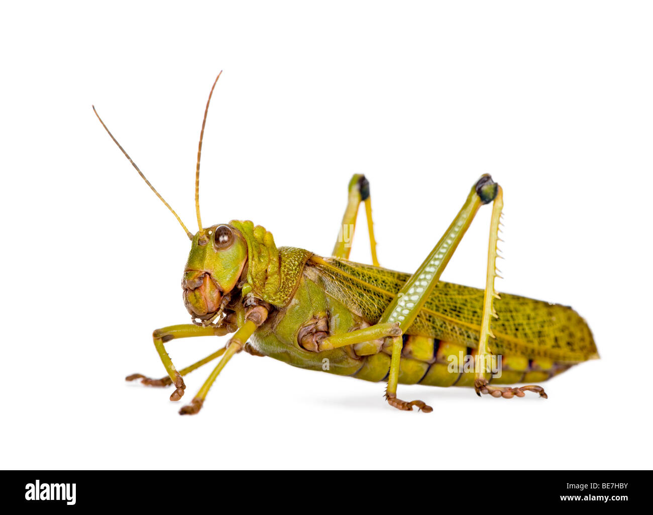 Langosta de guianas fotografías e imágenes de alta resolución Alamy