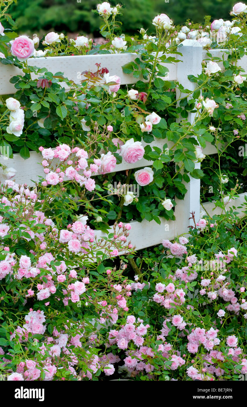Toque Tropical rosa miniatura y mayor Eden Rose en el cerco en jardines, reliquia de san Pablo, Oregeon Foto de stock