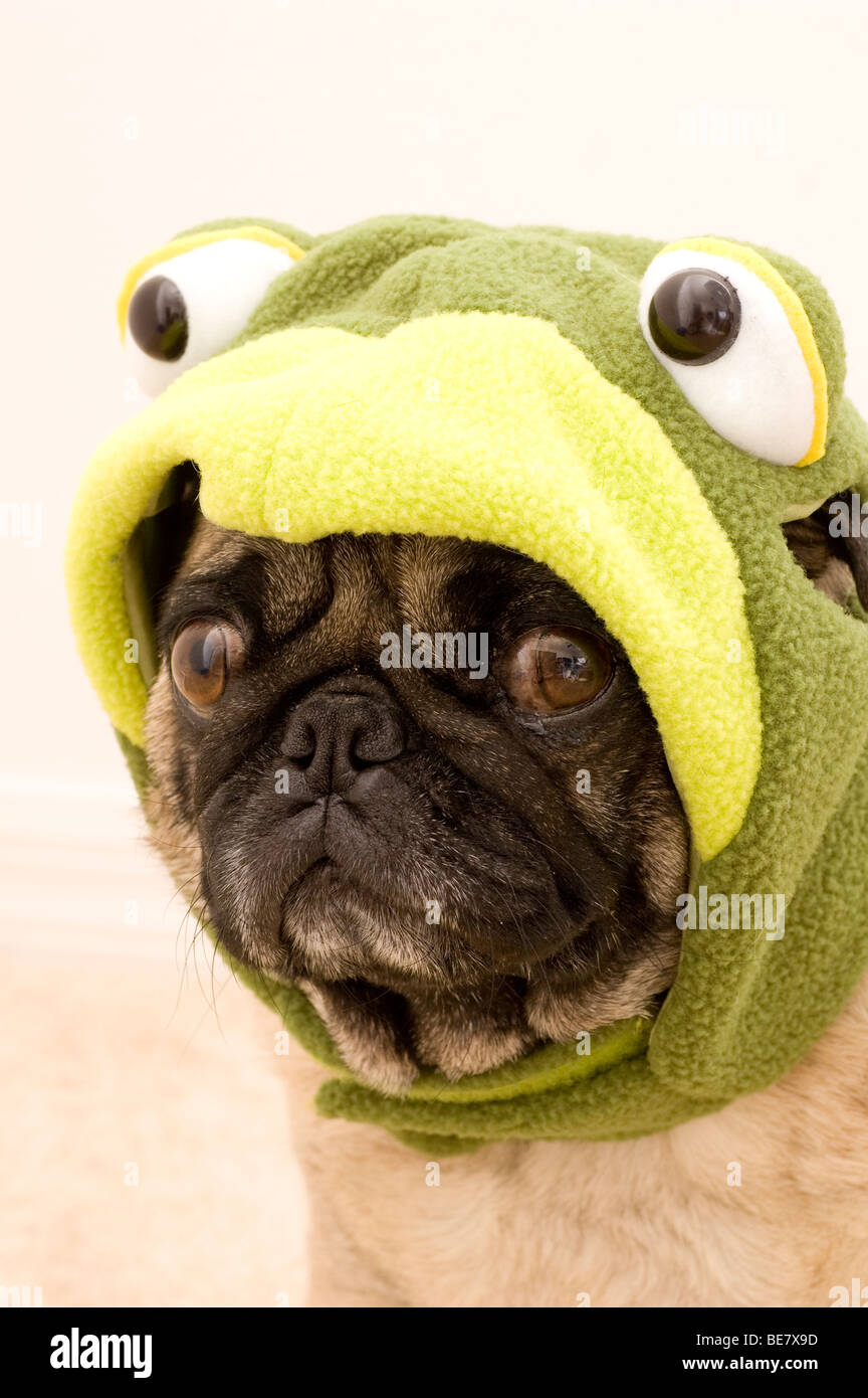 Perro con rana fotografías e imágenes de alta resolución - Alamy