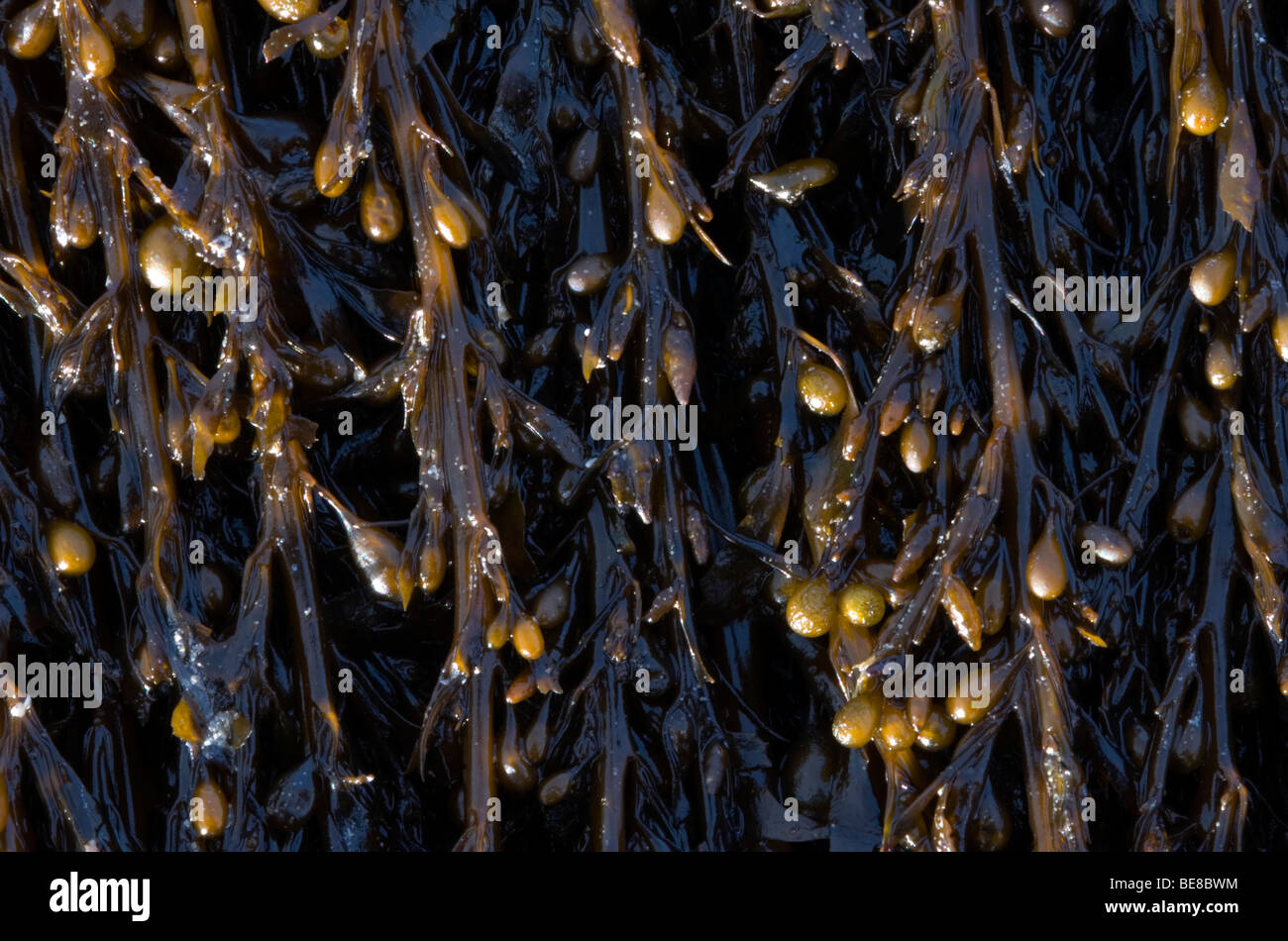 Japans bessenwier; Sargassum muticum; japweed Foto de stock