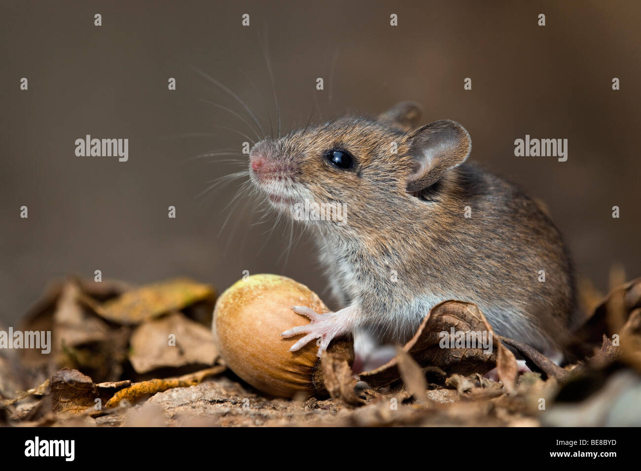 Apodemus sylvaticus ratón; madera; con avellana Foto de stock
