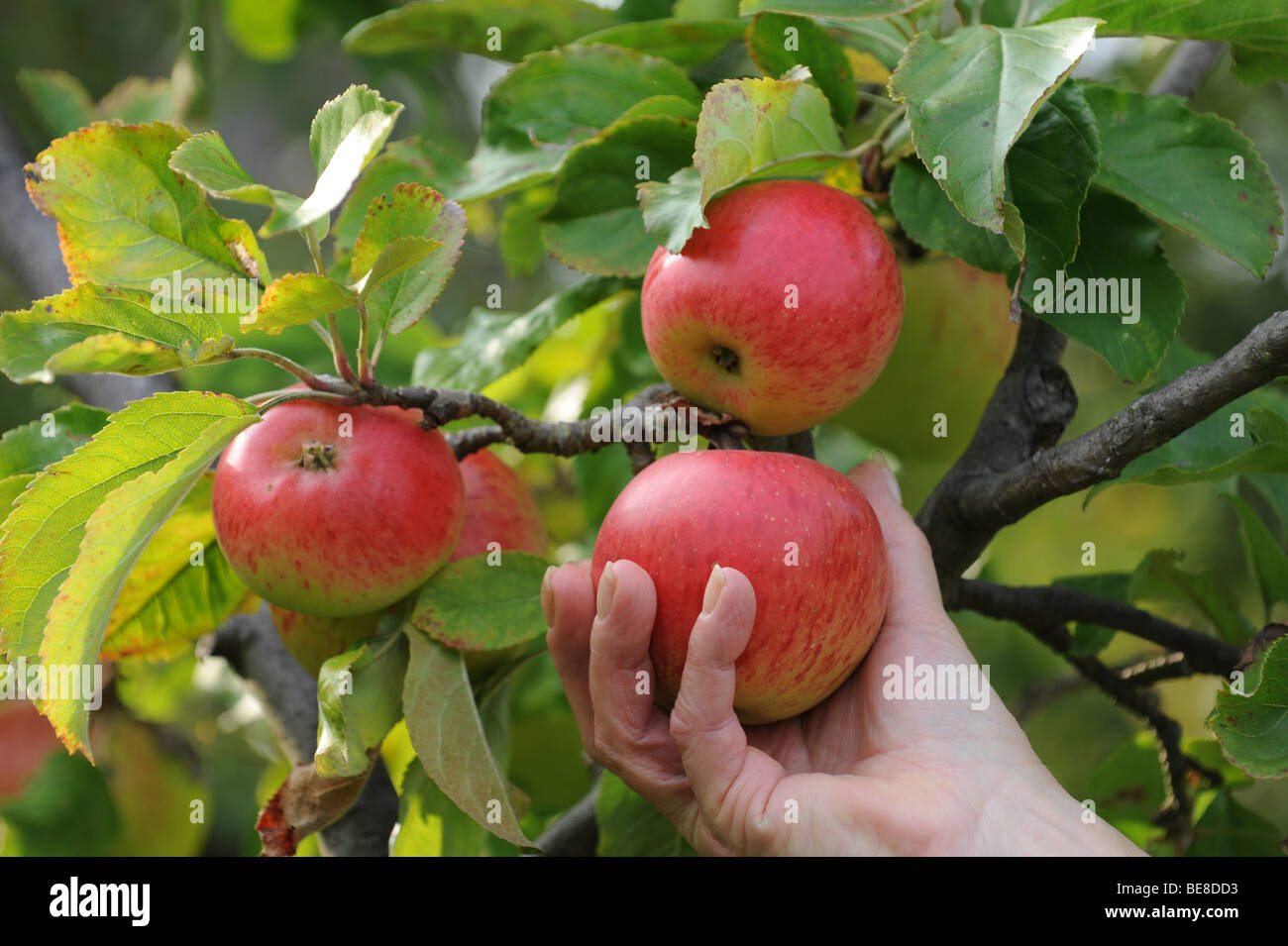 La recogida de la mano manzanas rojas maduras Foto de stock