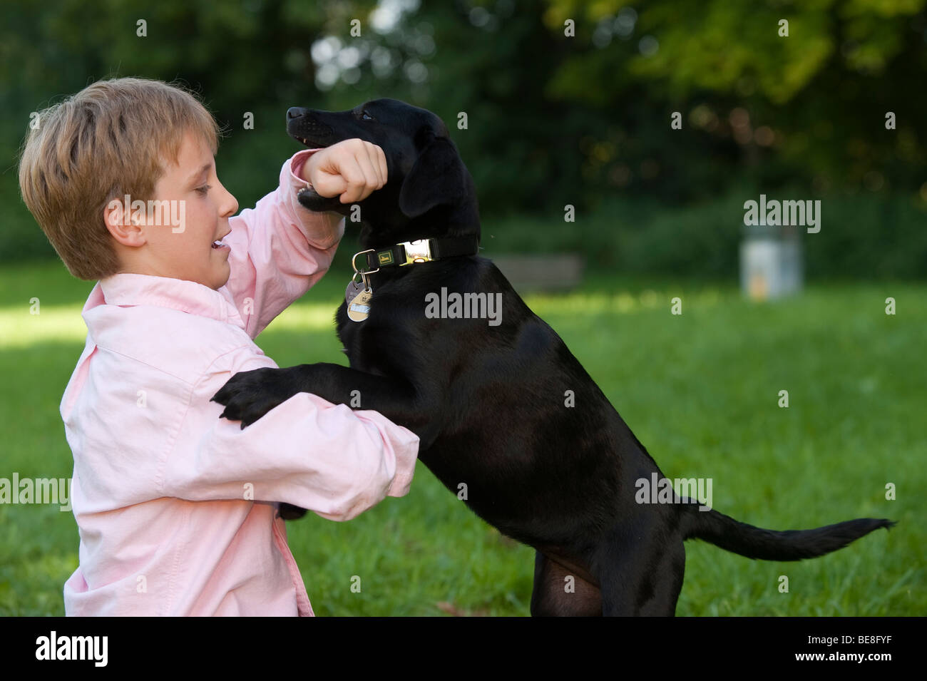 Chico, 10, jugando con un cachorro de labrador Foto de stock