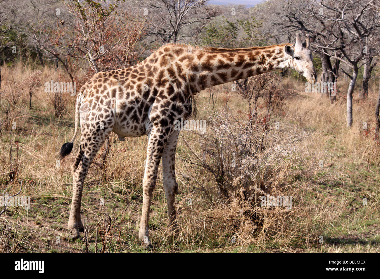 Jirafa Giraffa camelopardalis giraffa austral en el Parque Nacional Kruger, Sudáfrica Foto de stock