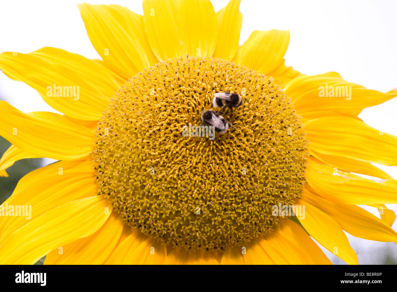 Girasol y abejas Foto de stock