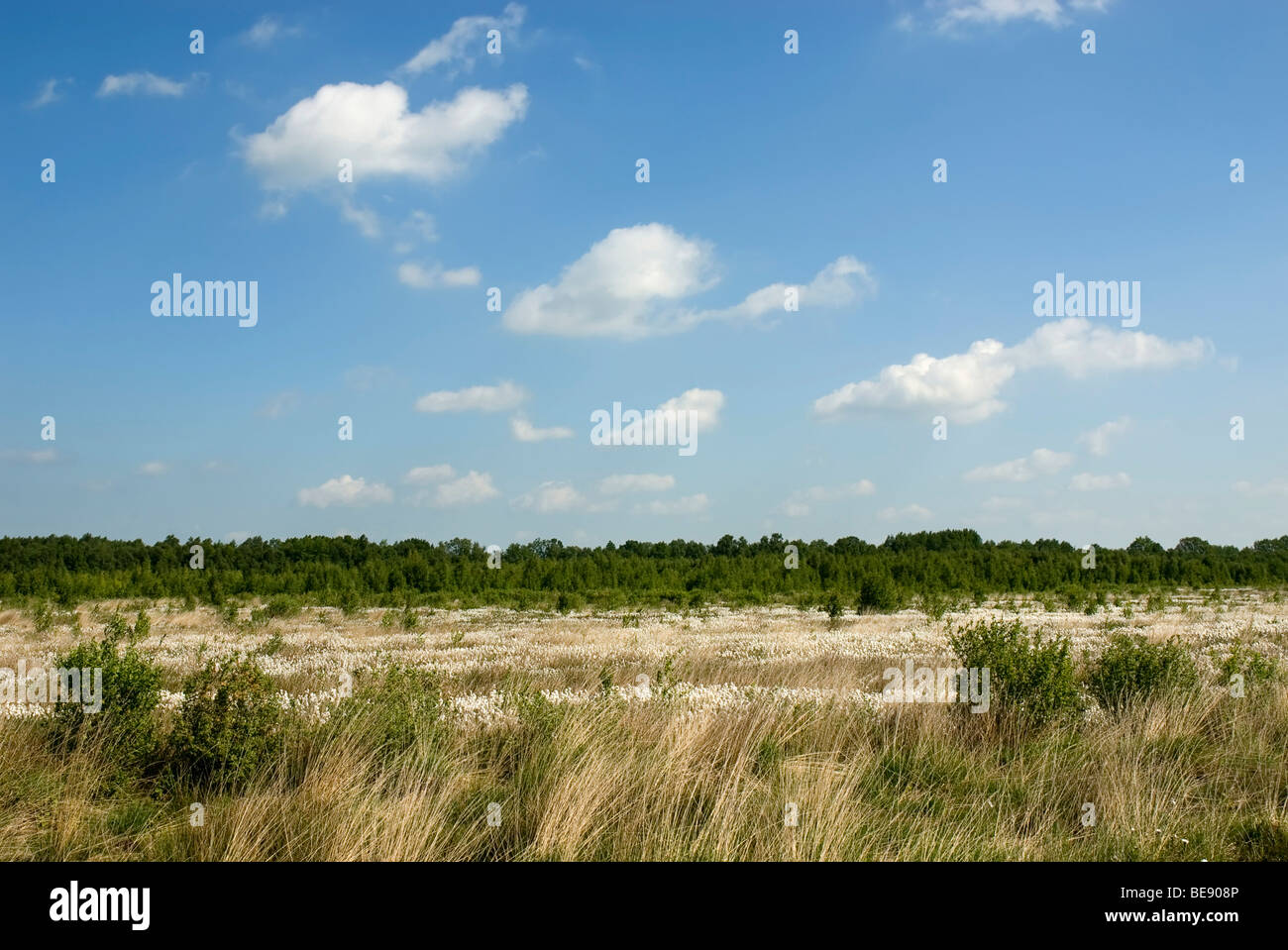 Gran área de pantano cubierto con Cottongrass común (Eriophorum angustifolium), Breitenburger Moor marsh, Schleswig-Holstein, Foto de stock