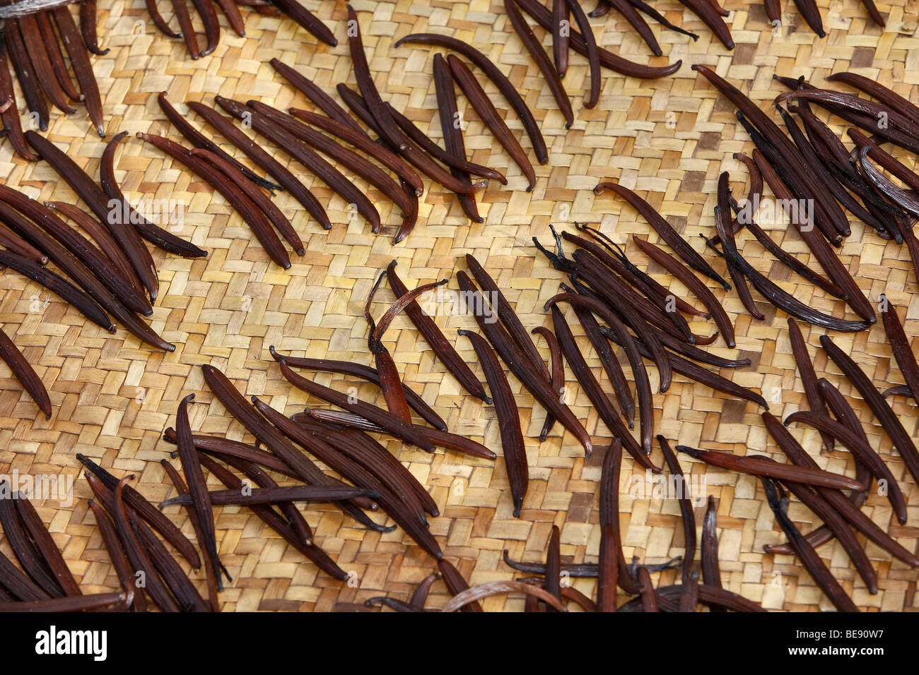 Cápsulas de vainilla (Vanilla planifolia), secado de Manakara, en la costa oriental, Madagascar, África Foto de stock