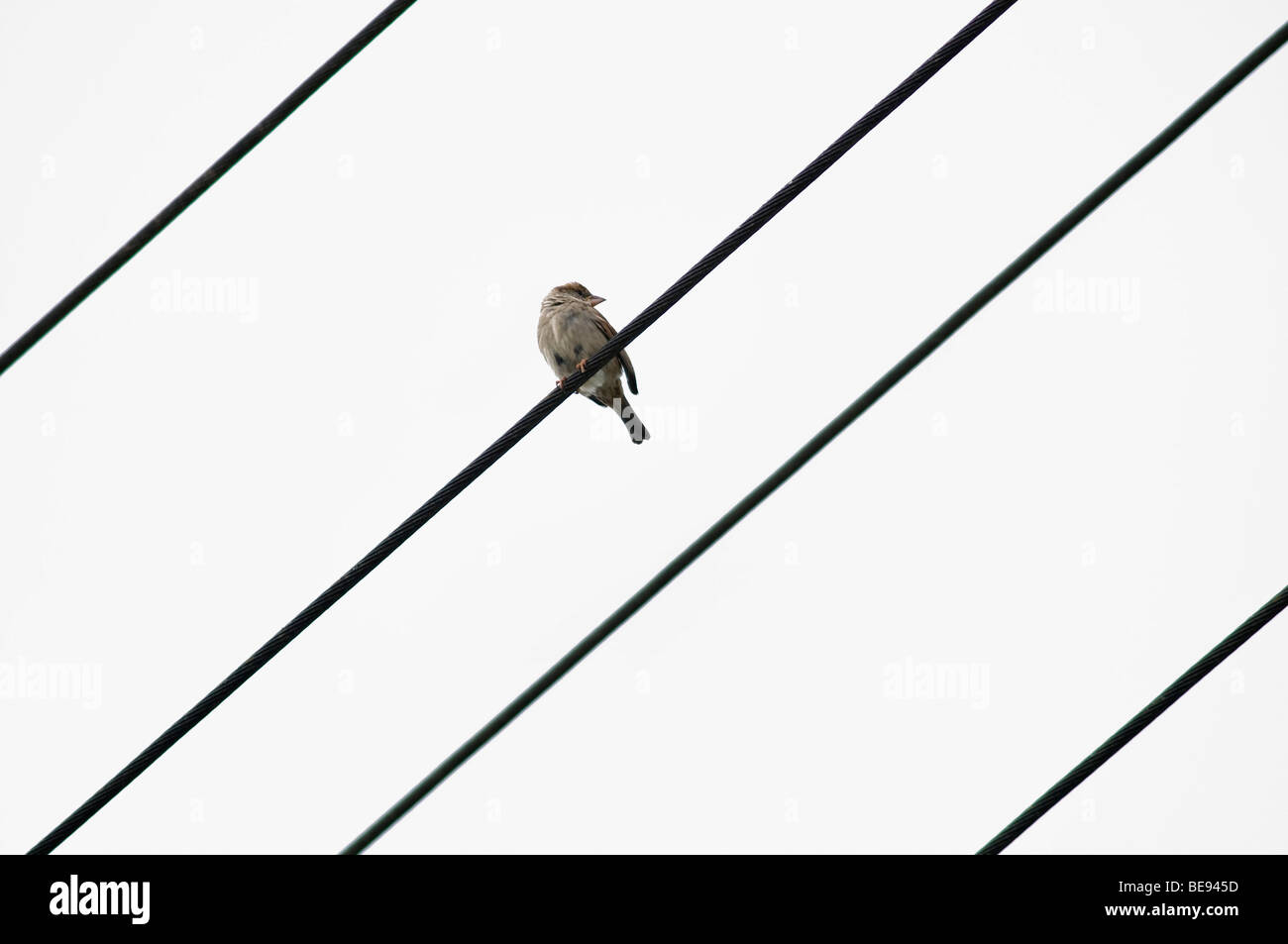 Gorrión (Passer domesticus) sobre una línea eléctrica con 4 líneas Foto de stock