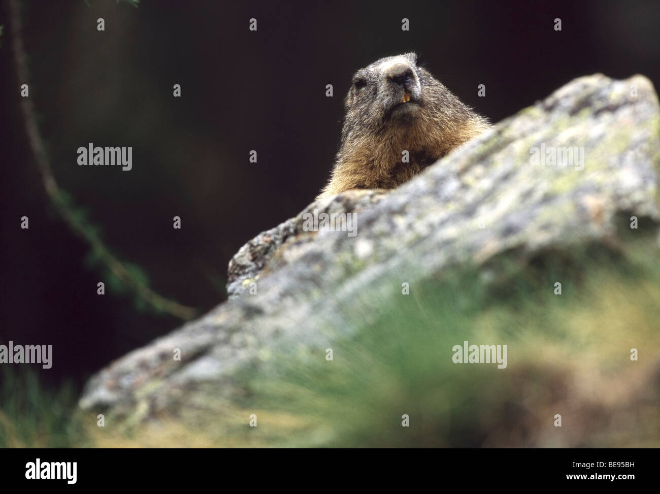 La marmota alpina (Marmota marmota) en roca, el Gran Paradiso, NP, Italia Foto de stock