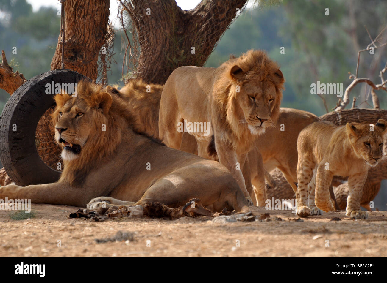 Una manada de leones en cautiverio Foto de stock