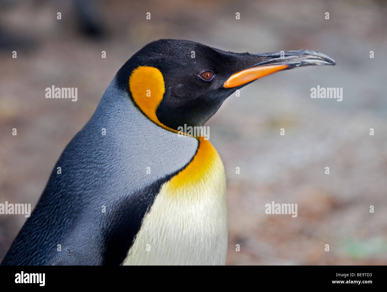 Pingüino Rey (Aptenodytes patagonicus) Foto de stock