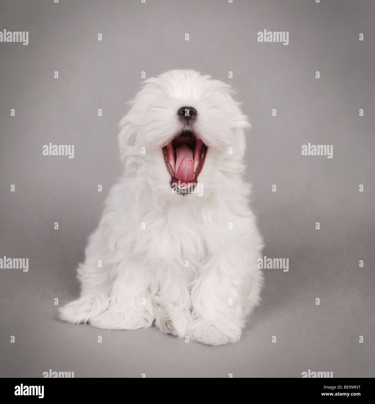 Bostece cachorro de Perro maltés retrato sobre fondo gris Foto de stock
