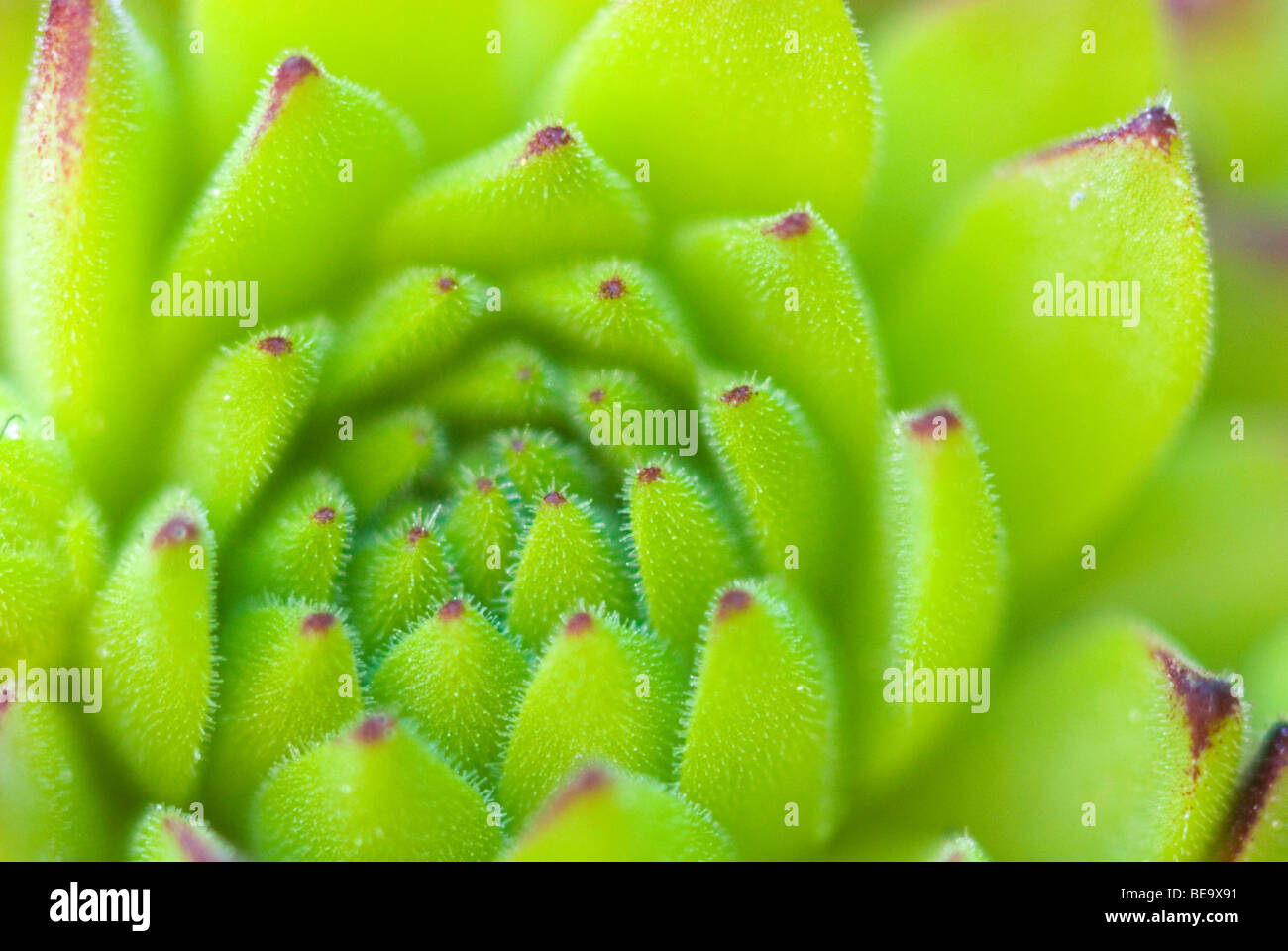 Berghuislook; sempervivum montanum; Foto de stock