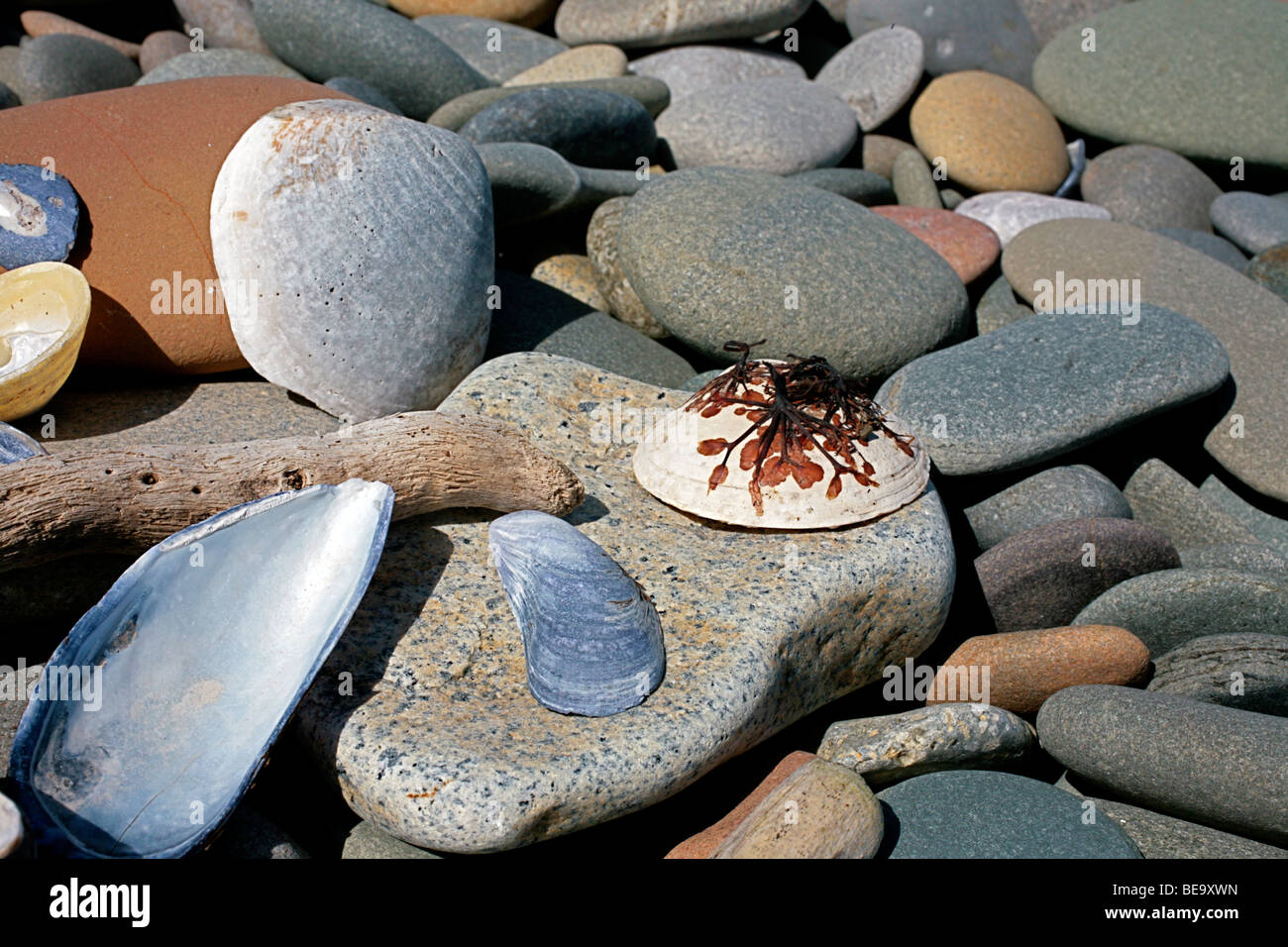 Cantos rodados conchas y driftwood en una playa rocosa Foto de stock