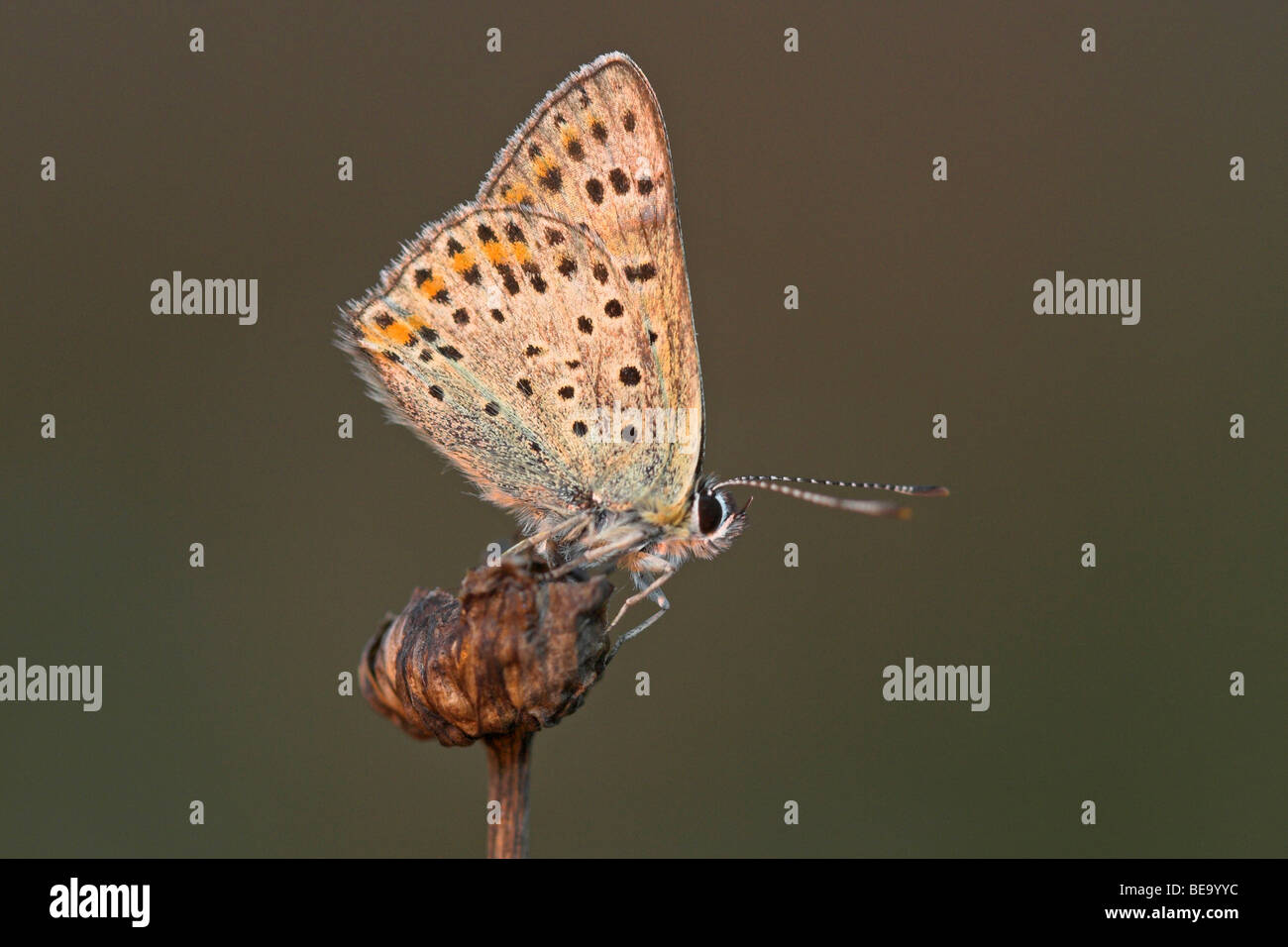 Van de bruine Mannetje vuurvlinder; Masculino Tiznado cobre Foto de stock