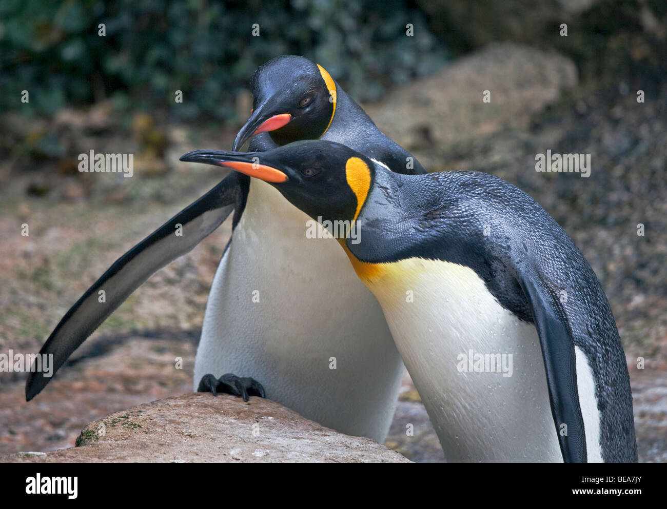 Pingüinos rey (Aptenodytes patagonicus) Foto de stock
