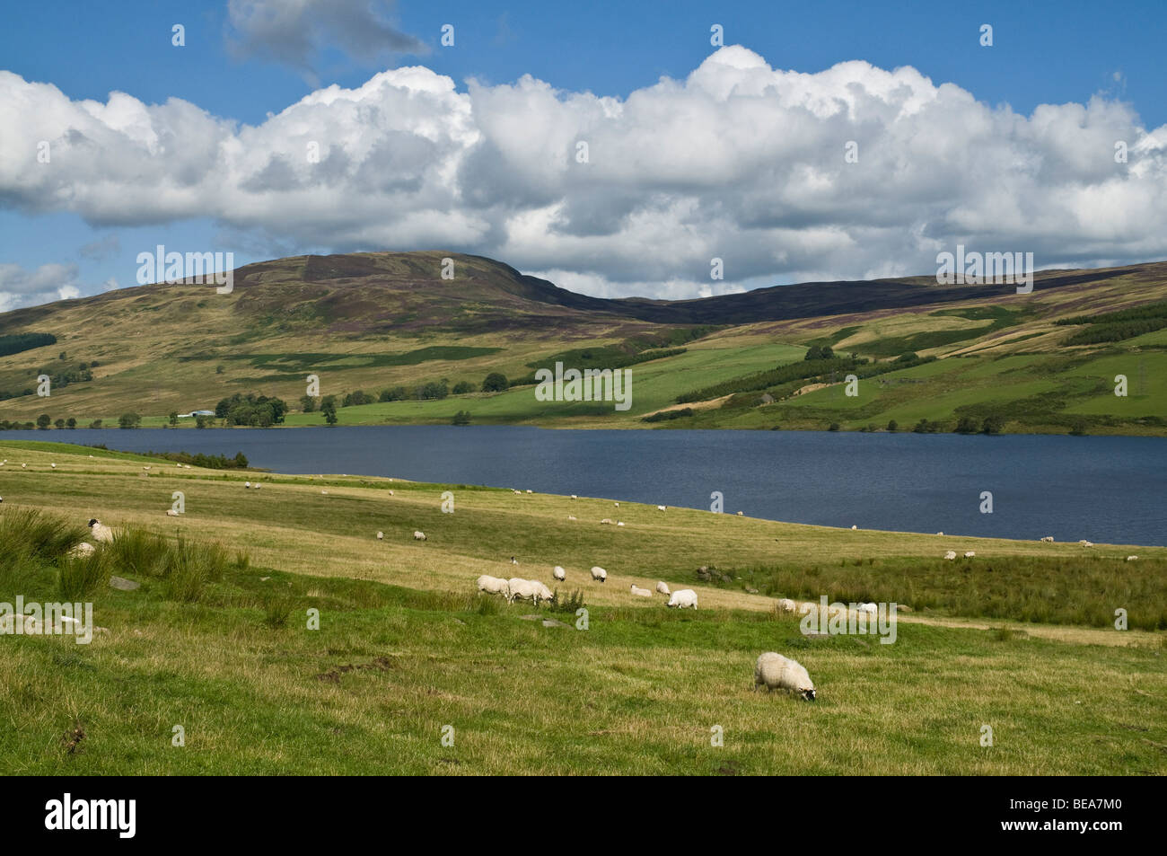dh Loch Freuchie GLEN QUAICH PERTHSHIRE Paisaje escocés Ovejas pastando en el campo Escocia verano hermosos paisajes de tierras altas tierras rurales Foto de stock