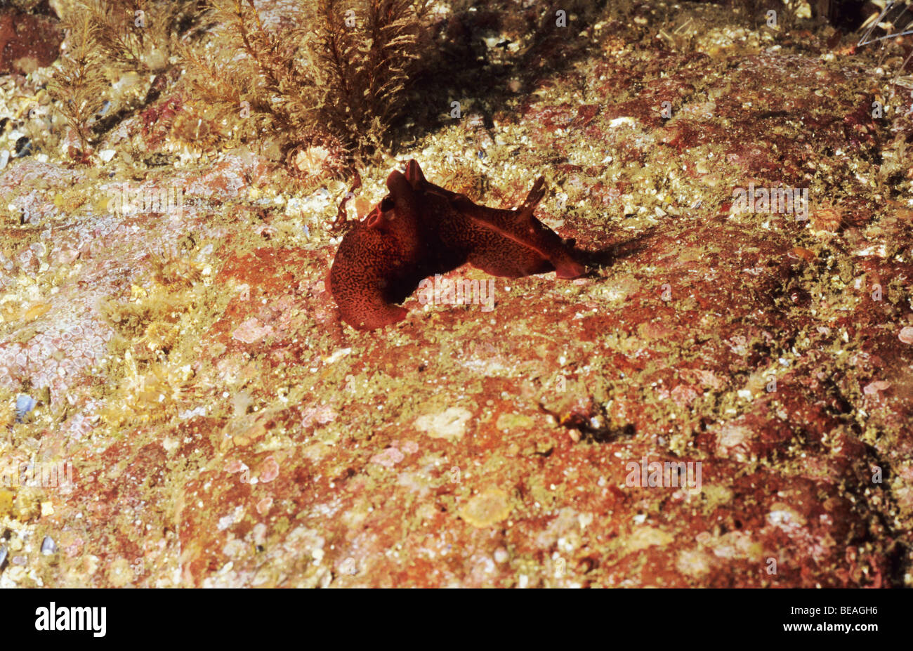 La liebre de mar. Babosas de Mar. Aplysia punctata. Fuera de St Abbs subacuático. Berwickshire. Escocia. Foto de stock