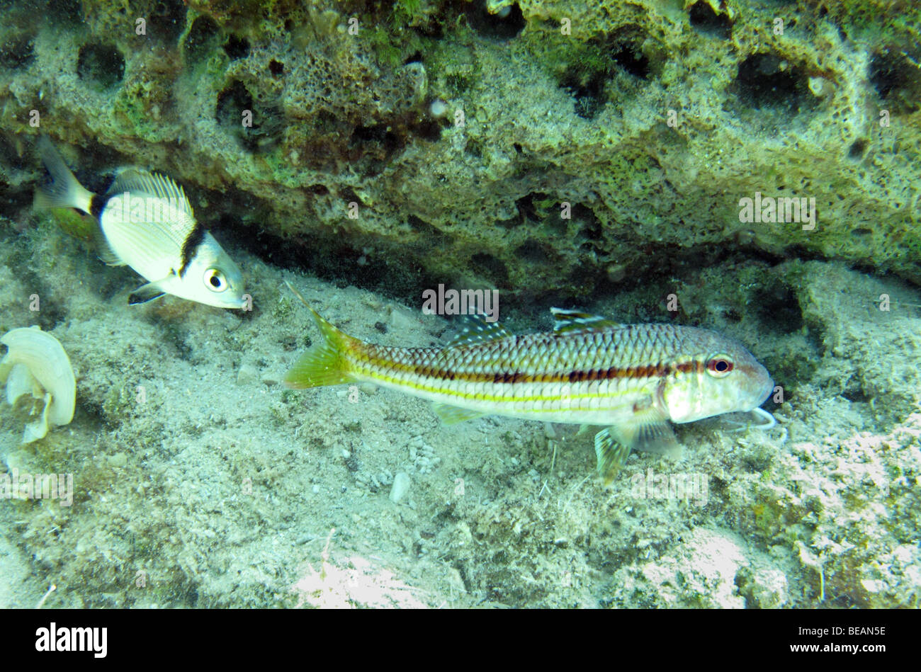 Salmonete, Mullus barbatus y dos bandas comunes pargo pescado simbiosis Foto de stock