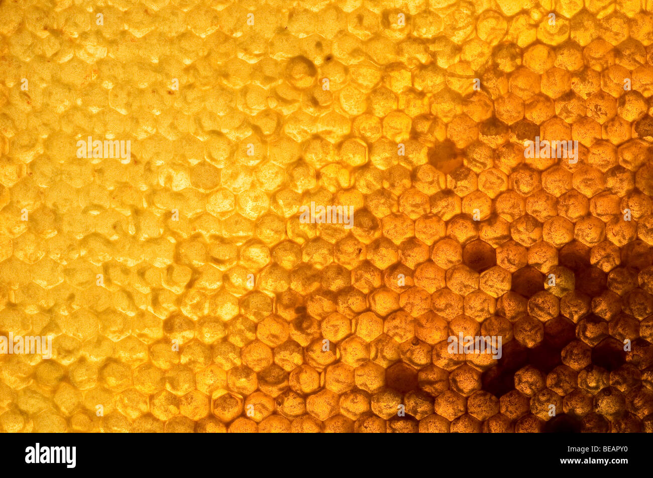 Marcos de miel operculada retroiluminado Foto de stock