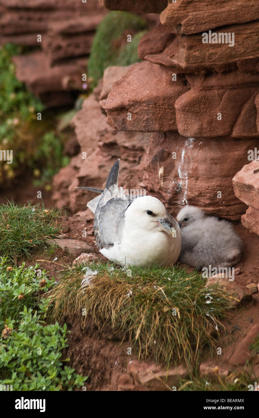 dh Fulmar AVES Reino Unido Fulmarus glacialis seacliff nido con bebé polla Hoy Orkney pájaro británico nesti nido fulmars acantilado Foto de stock