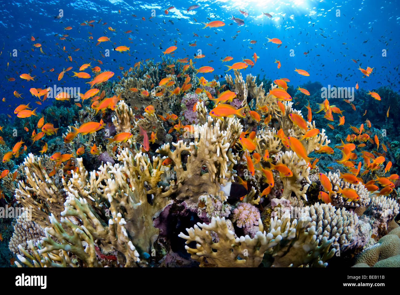 Amanecer en el arrecife de coral de fuego con cardumen de anthias. Foto de stock