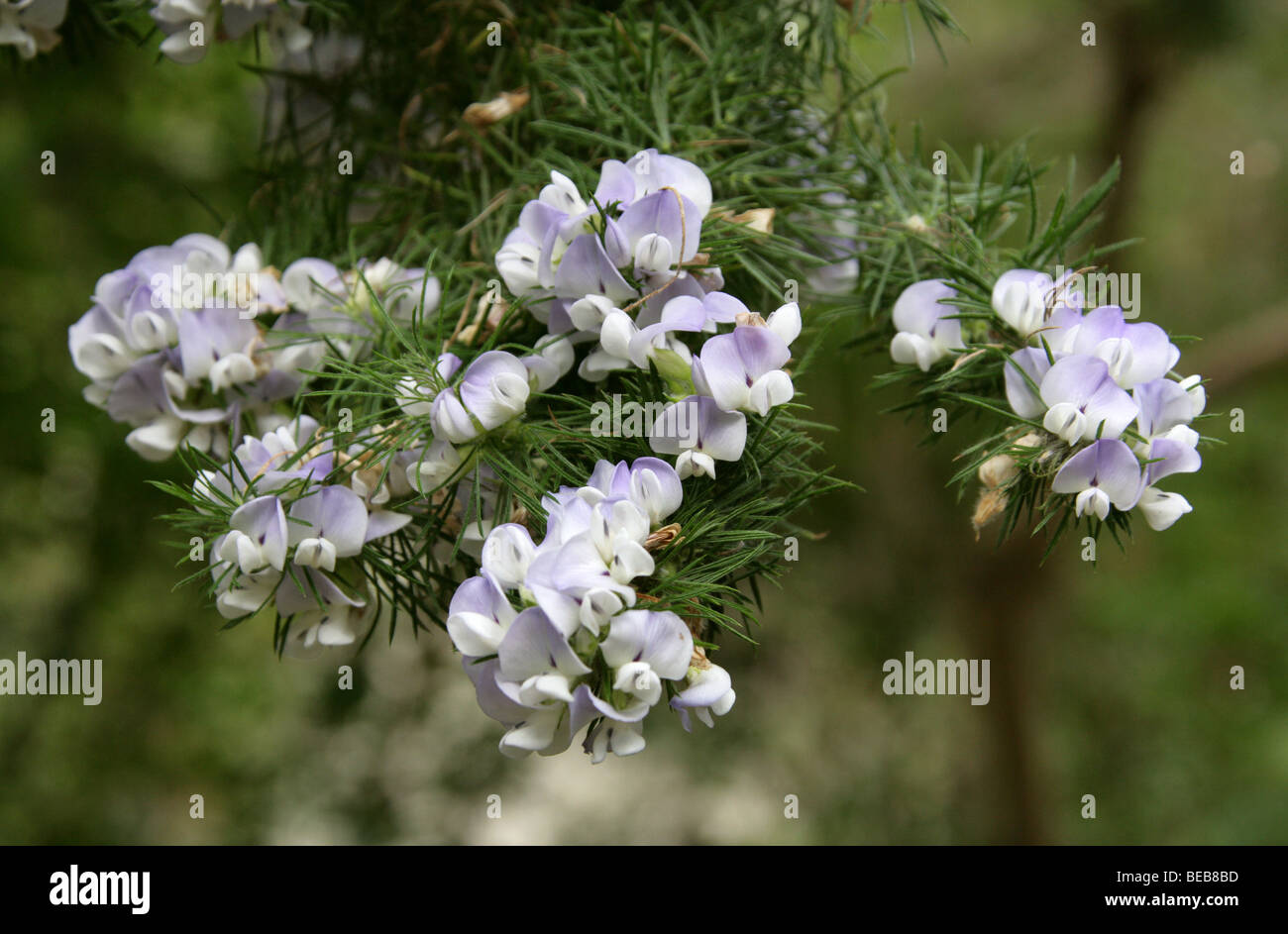 Fuente Bush, Azul Broom, arveja, Taylorina Scurf africana, azul o Psoralea Psoralea Dally, Pino pinnata, Fabaceae, Sudáfrica Foto de stock
