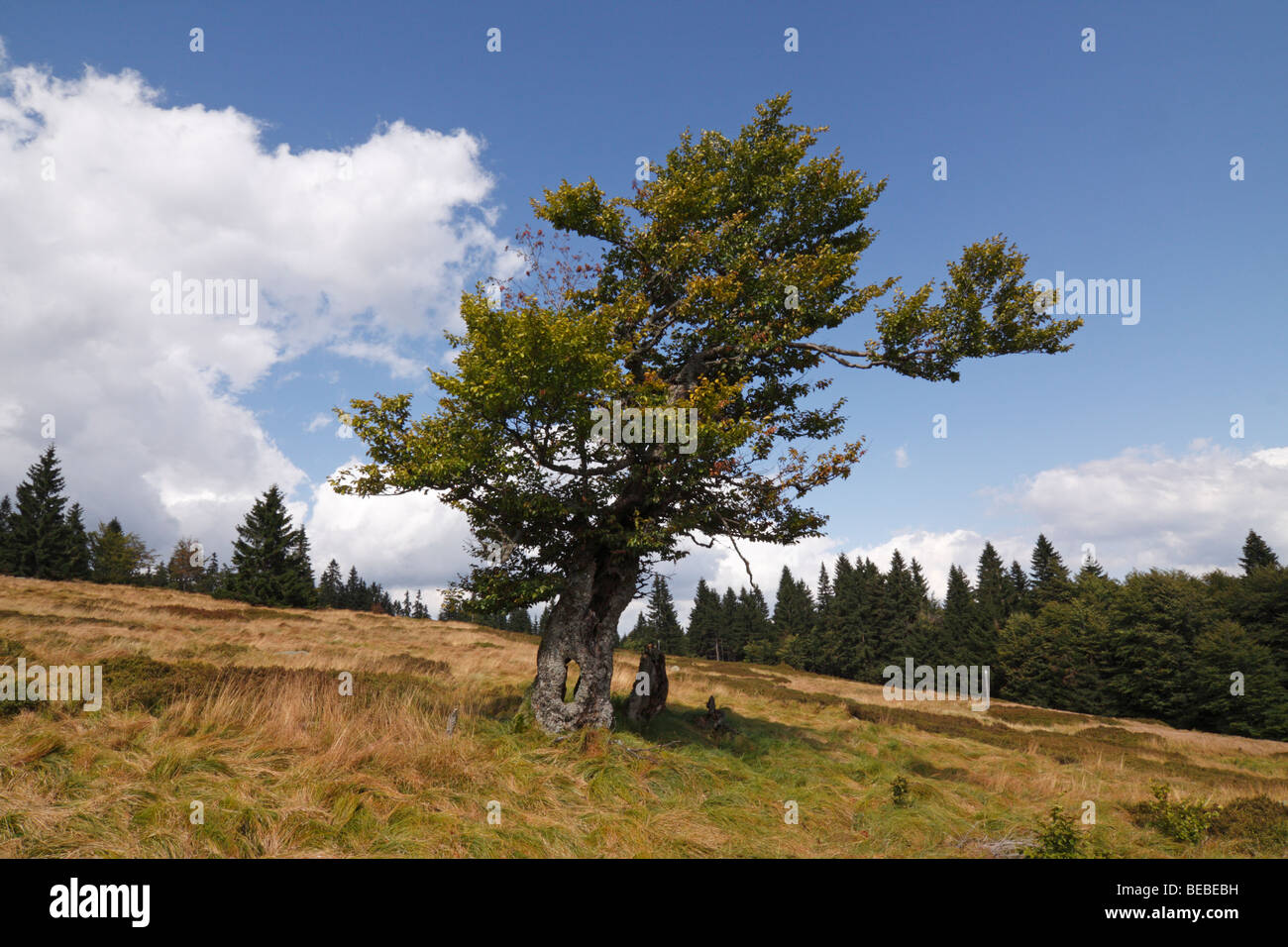 Un árbol hueco sobre Jährlingsschachten, un pasto de alta montaña en el Parque Nacional del Bosque Bávaro. Foto de stock