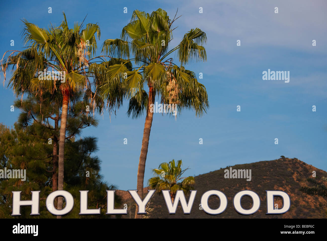 Texto de Hollywood con palmeras en el fondo, Hollywood, Los Ángeles, California, Estados Unidos. Foto de stock