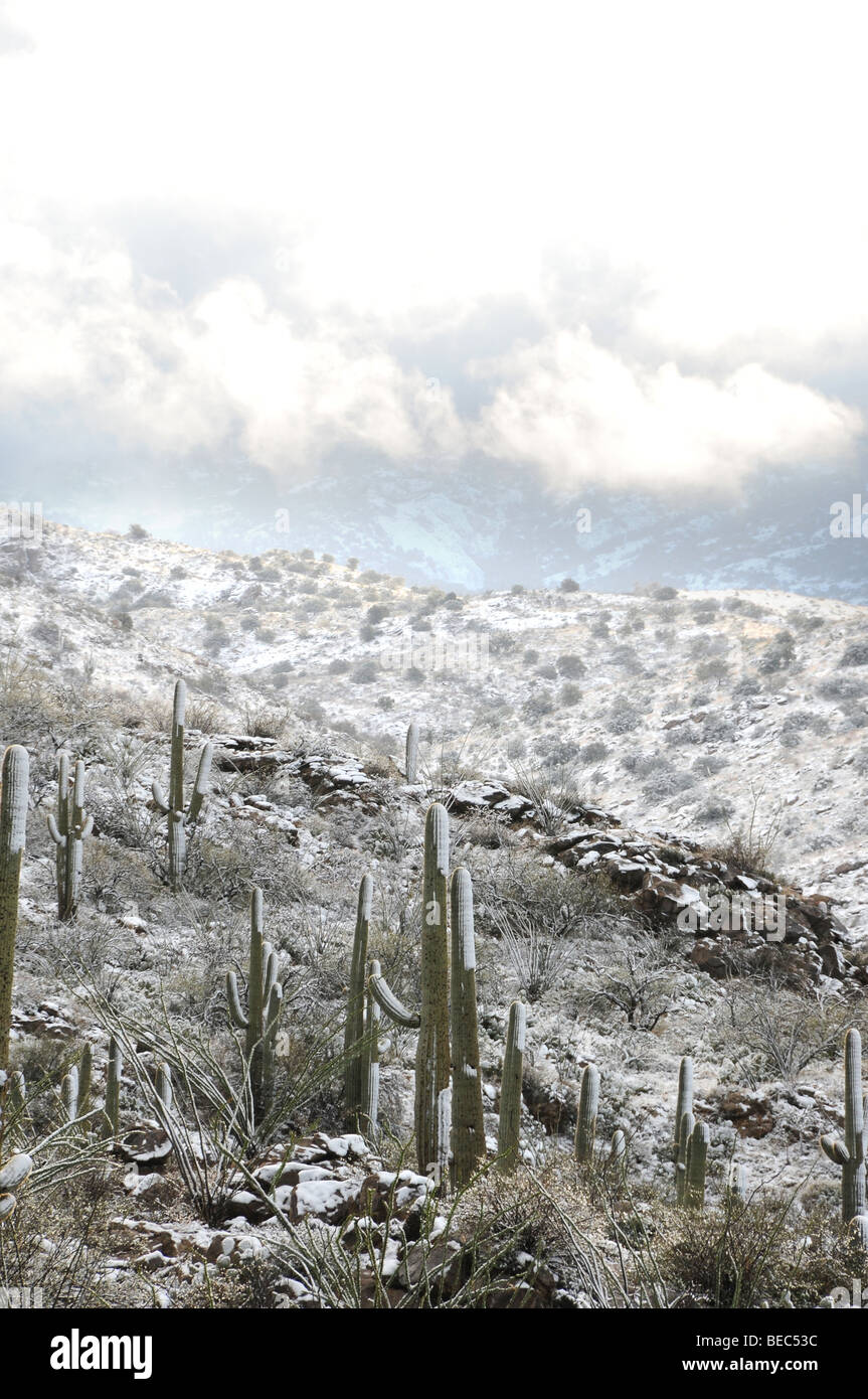 Cactus de Saguaro y nieve del Foto de stock 91163957