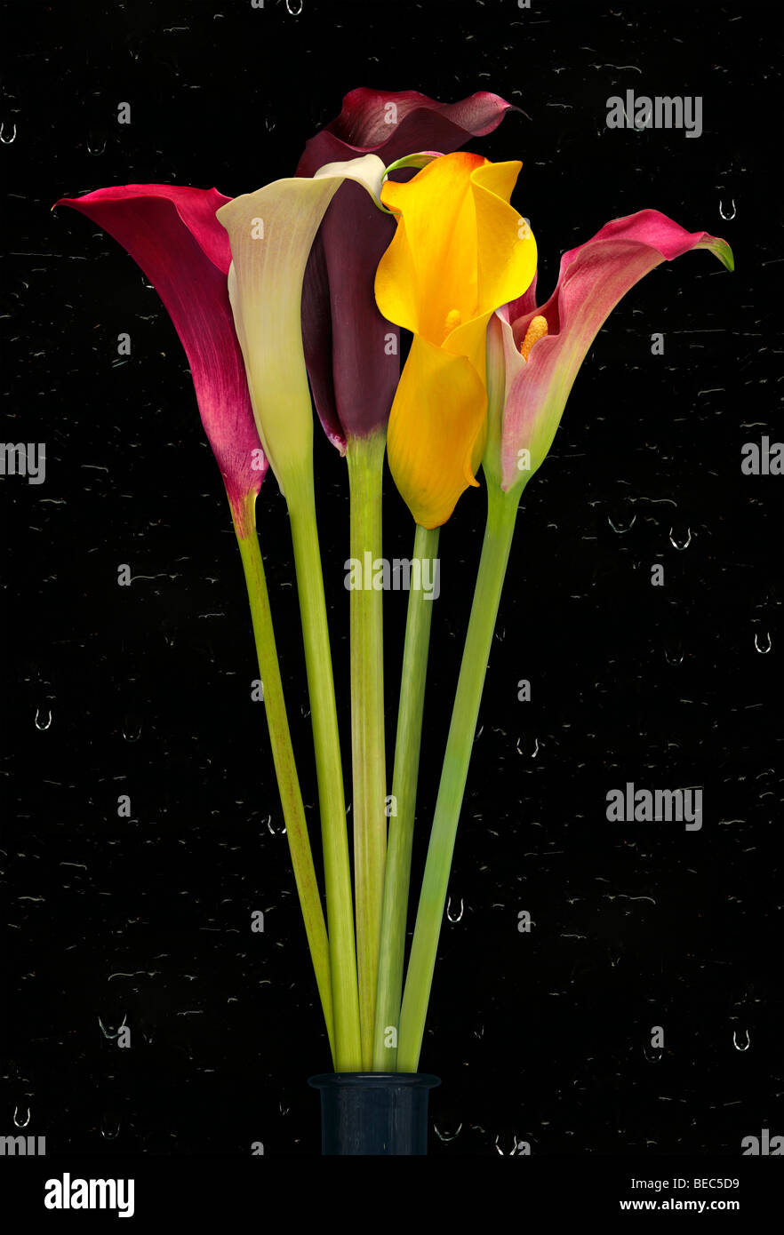 Ramo de lirios de cala fotografías e imágenes de alta resolución - Alamy