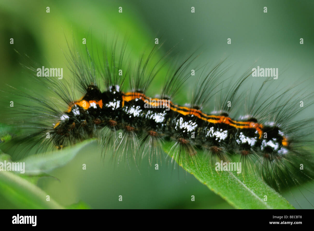 Amarillo-tail (Euproctis similis), Caterpillar Foto de stock