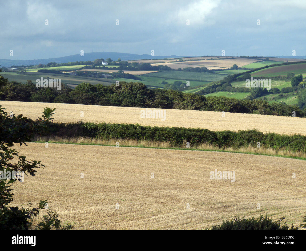 Los campos de grano y la hermosa campiña de Cornualles contra un cielo gris Foto de stock