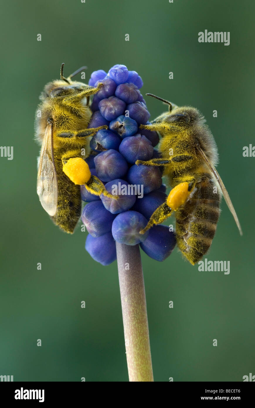 Miel de abejas (Apis mellifera), Jacinto de la uva (Muscari botryoides), Schwaz, Tirol, Austria, Europa Foto de stock