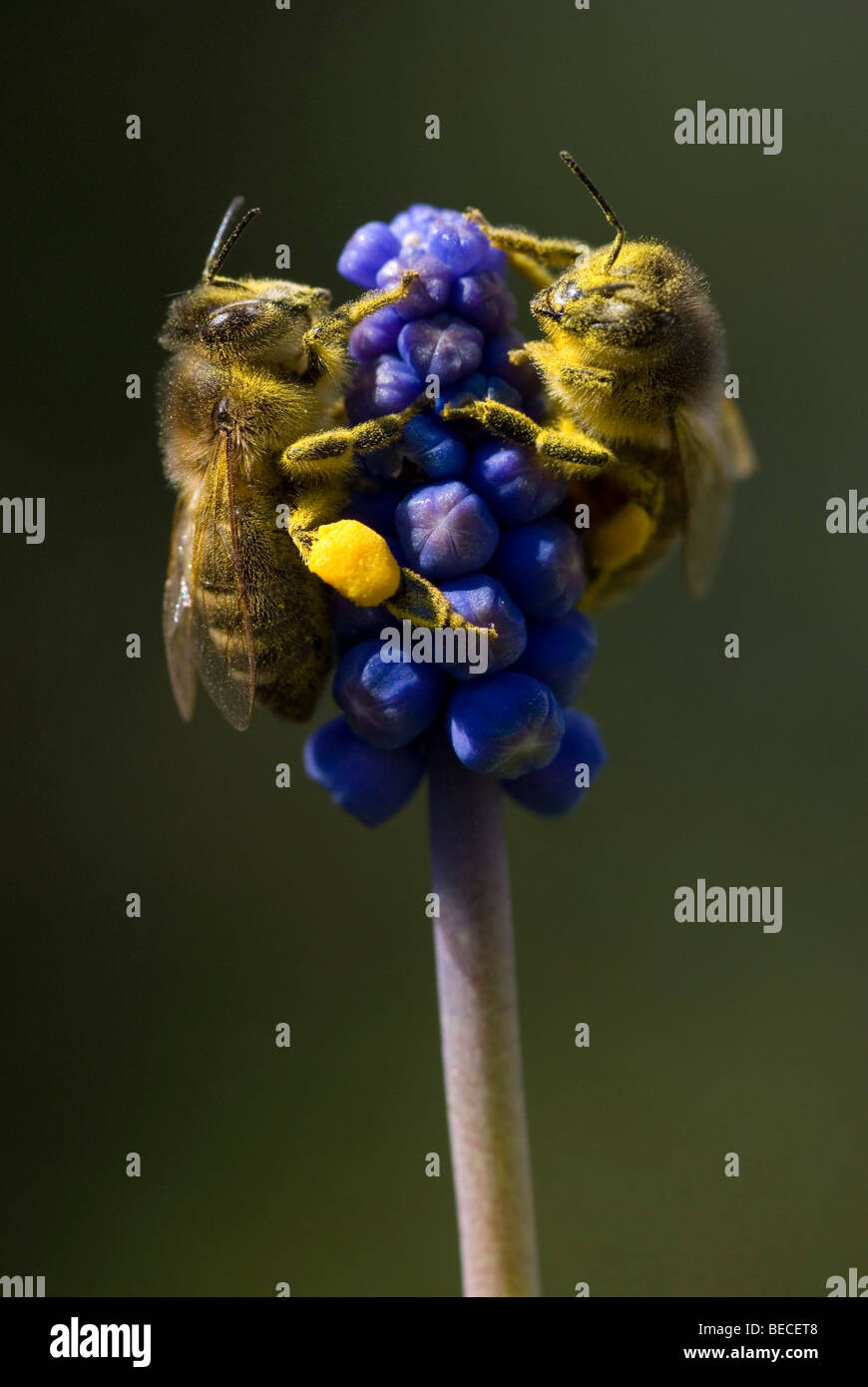 Miel de abejas (Apis mellifera), Jacinto de la uva (Muscari botryoides), Schwaz, Tirol, Austria, Europa Foto de stock