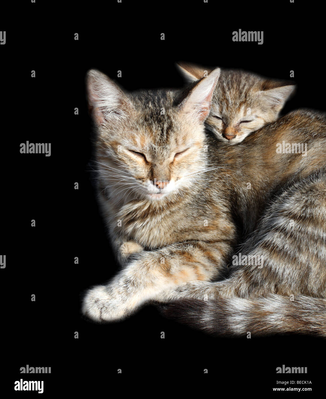 Gatos durmiendo - madre e hijos aislados en negro Foto de stock