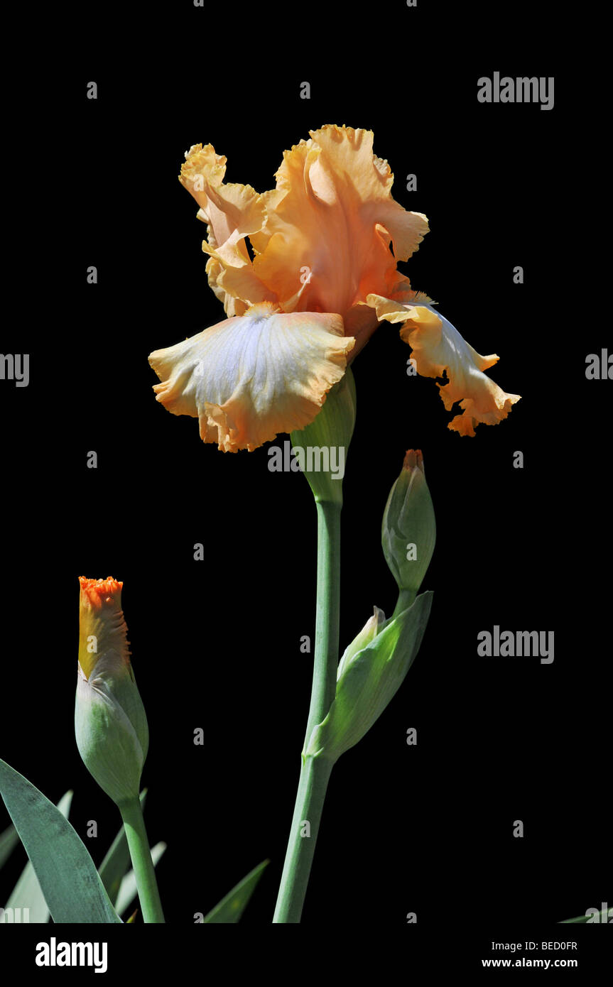Flor de iris de color naranja en un día soleado, aislado en un fondo negro  Fotografía de stock - Alamy