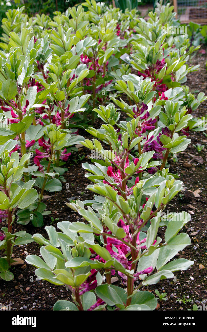 Flores de color carmesí Haba pot sembradas 27 Jan, ha sembrado el 23 de marzo muestran 9 de mayo Foto de stock