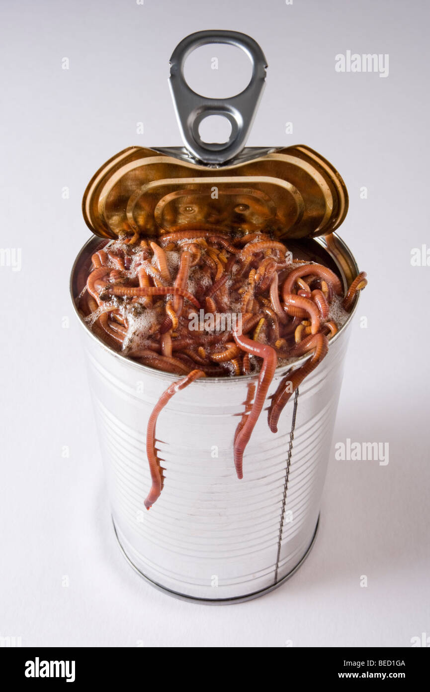 Abrir una lata de gusanos. Foto de stock