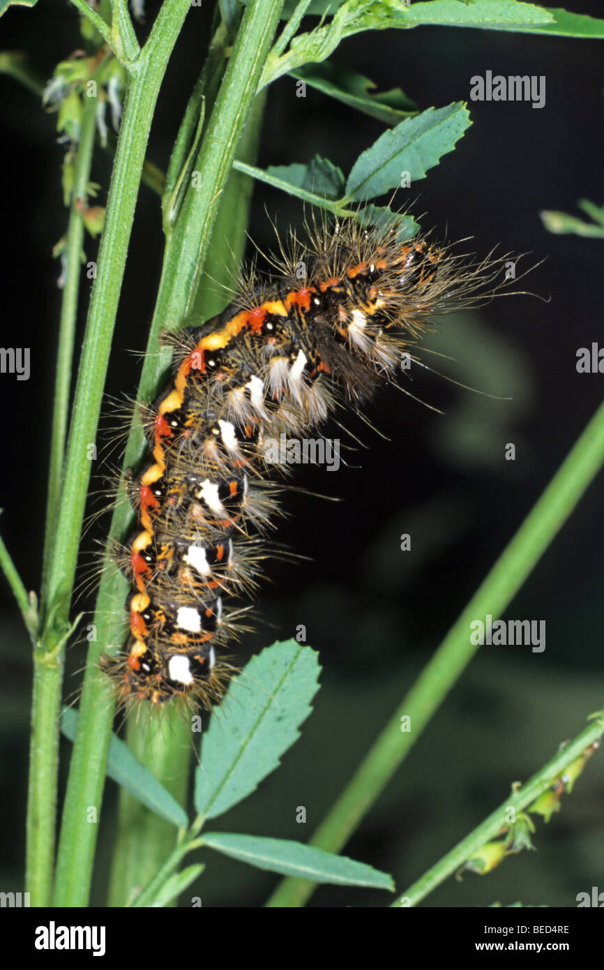 Nudo de hierba (polilla Acronicta rumicis) Caterpillar alimentándose de trébol dulce flor blanca Foto de stock