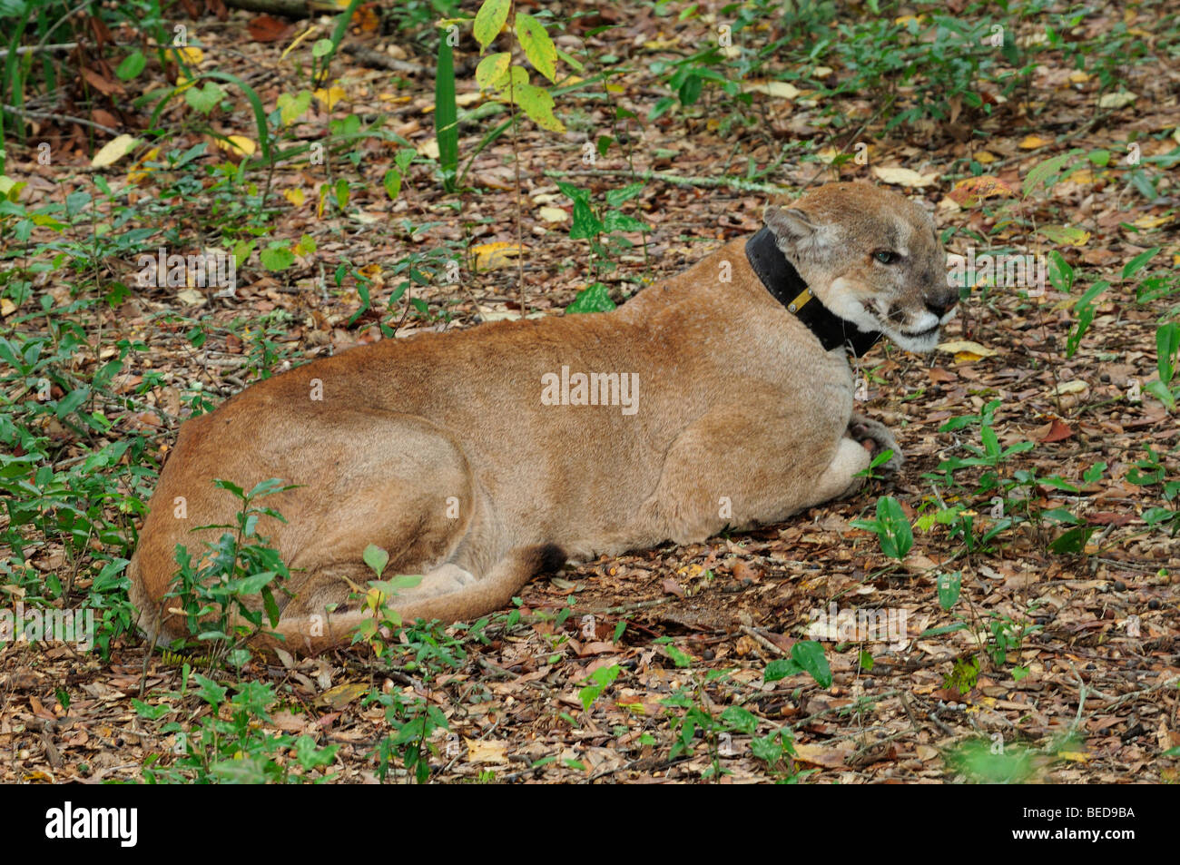 La pantera de Florida, Puma concolor coryi, con collar de satélite,  Florida, cautiva Fotografía de stock - Alamy