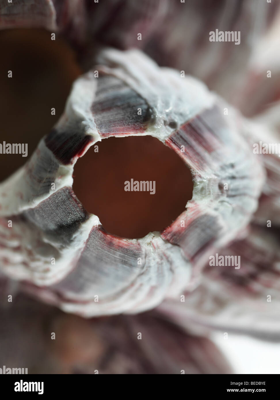 Balanidae (Balanidae), la fotografía macro Foto de stock