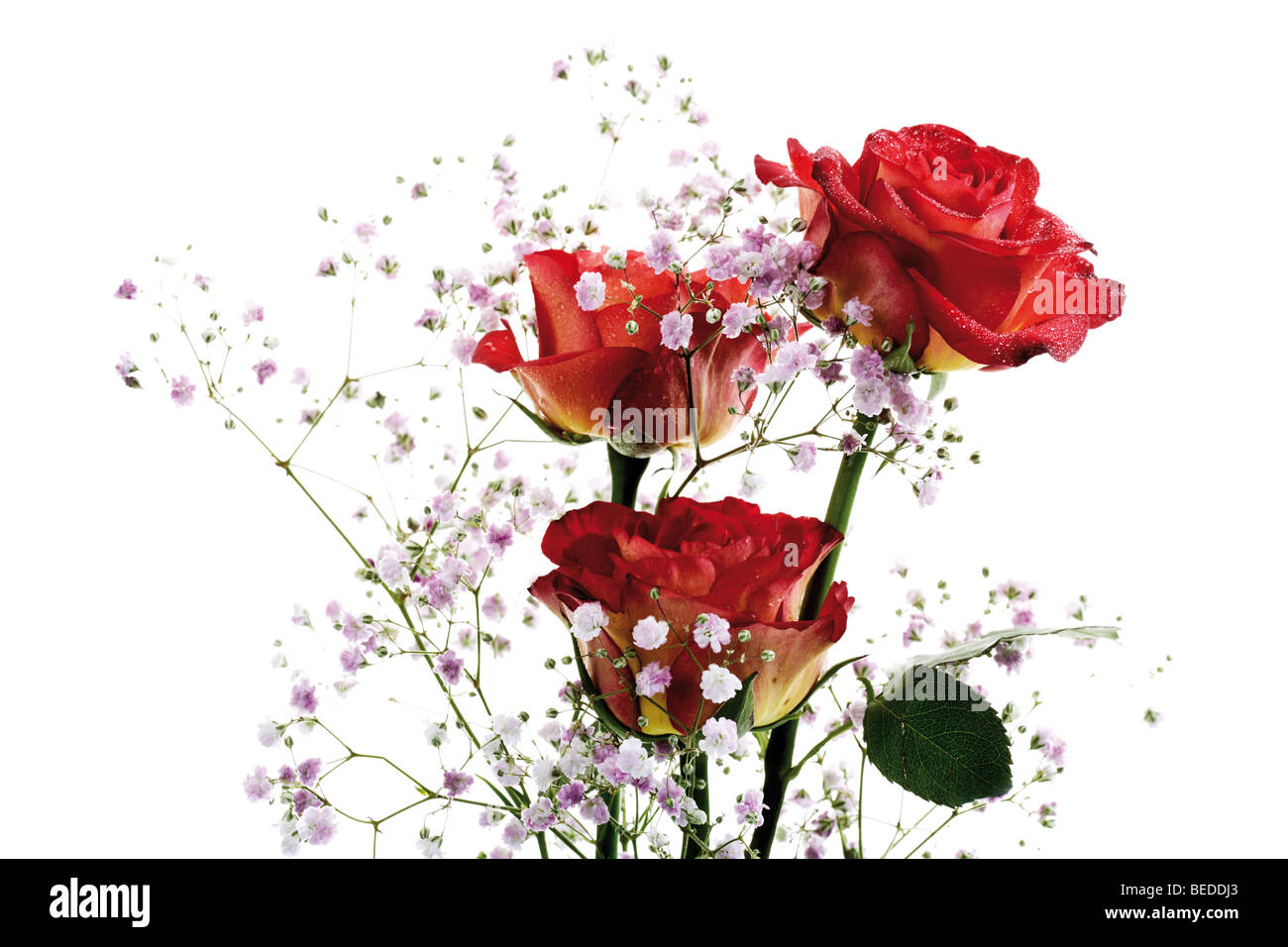 Rosas rojas con la respiración del bebé Fotografía de stock - Alamy