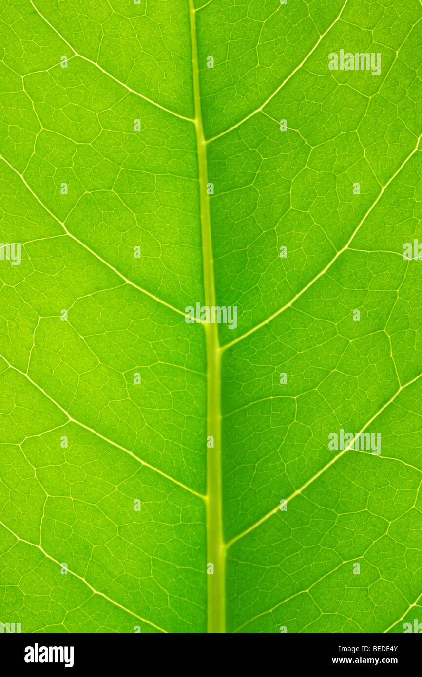 La estructura de una hoja Foto de stock