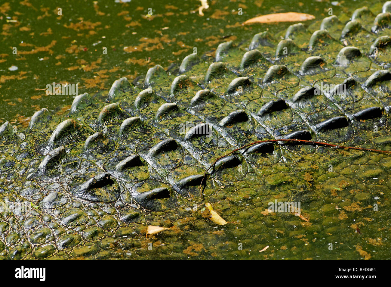 Las escalas de un cocodrilo de agua salada (Crocodylus porosus), Queensland, Australia Foto de stock