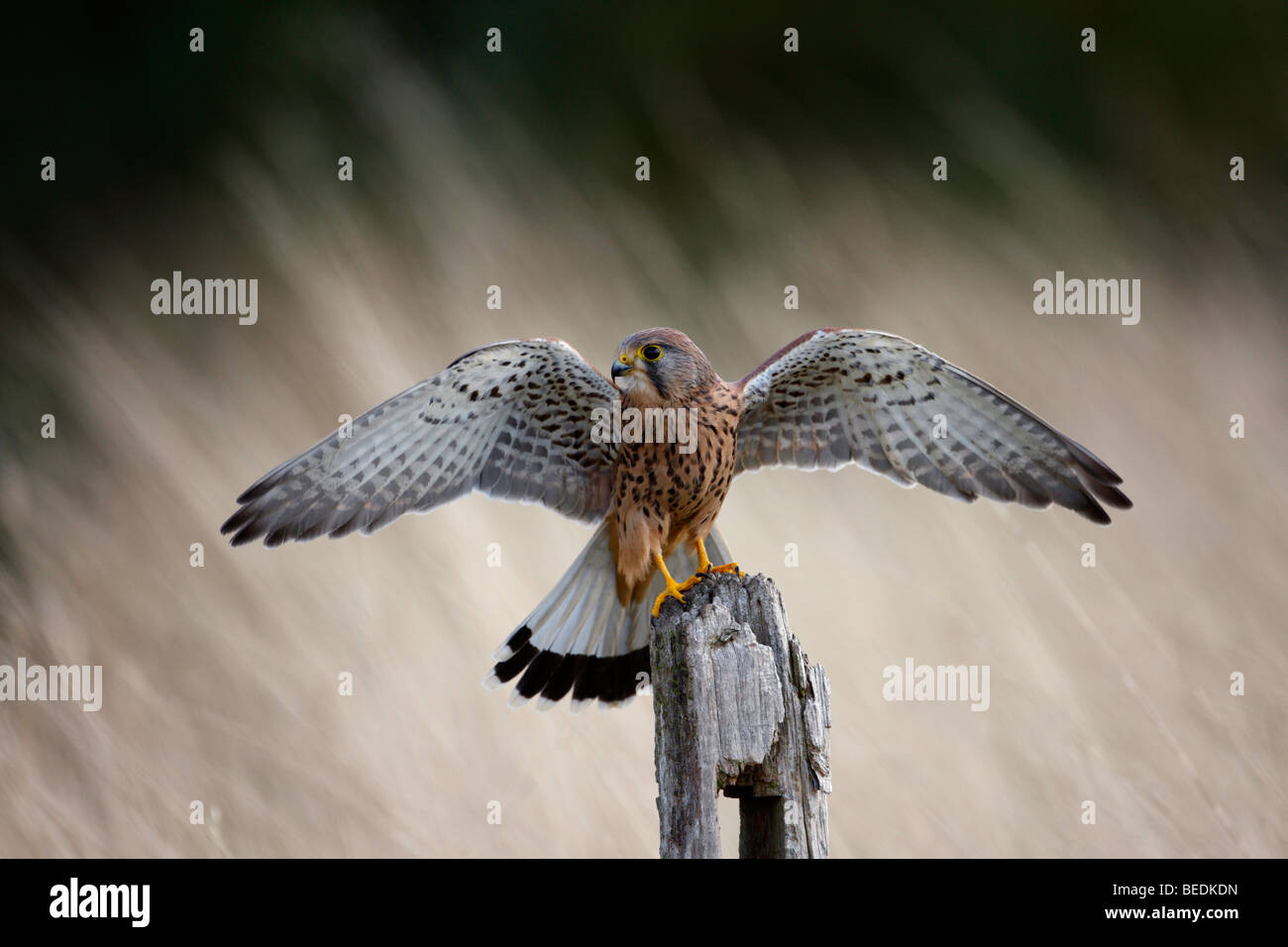 Cernícalo vulgar Falco tinnunculus aterrizar en el post Foto de stock