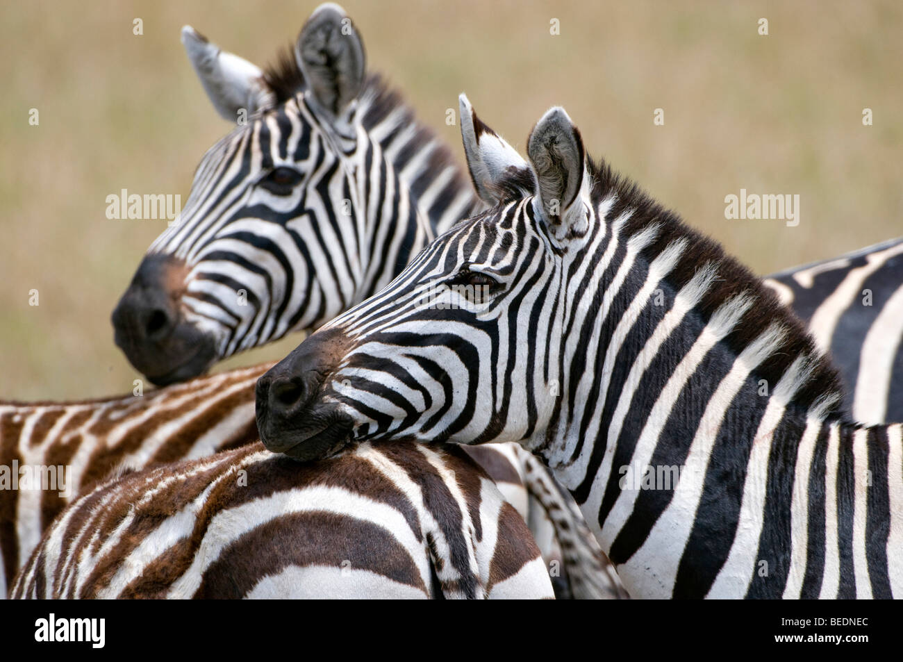 Grant's Zenras, el comportamiento social, la Reserva Natural de Masai Mara, Kenia, África Oriental Foto de stock