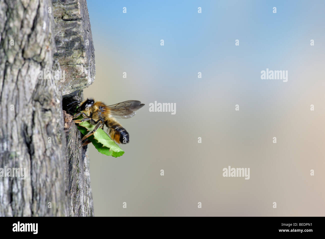 Abeja cortadora de hojas en vuelo con la hoja Foto de stock