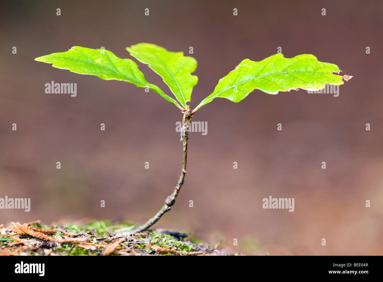 Retoño de roble Quercus robur; Foto de stock